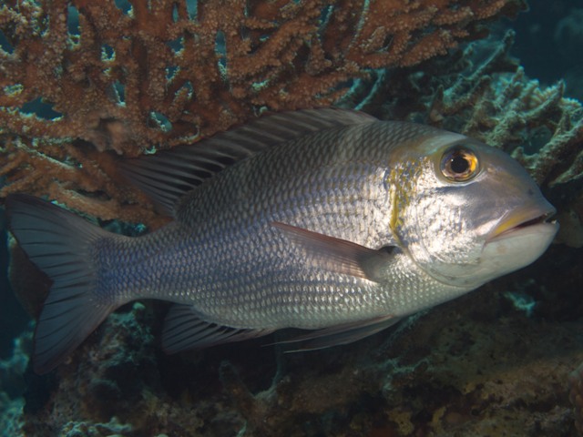 Monotaxis grandoculis